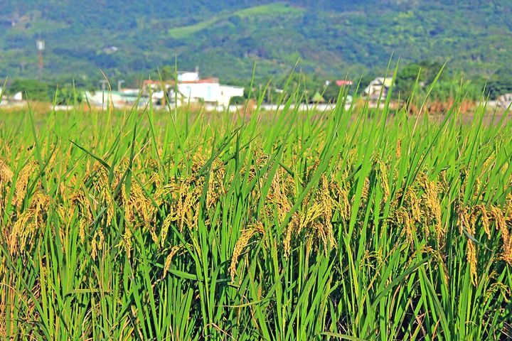 China's Agricultural Outbound Investment Has Grown Rapidly, Expert Says